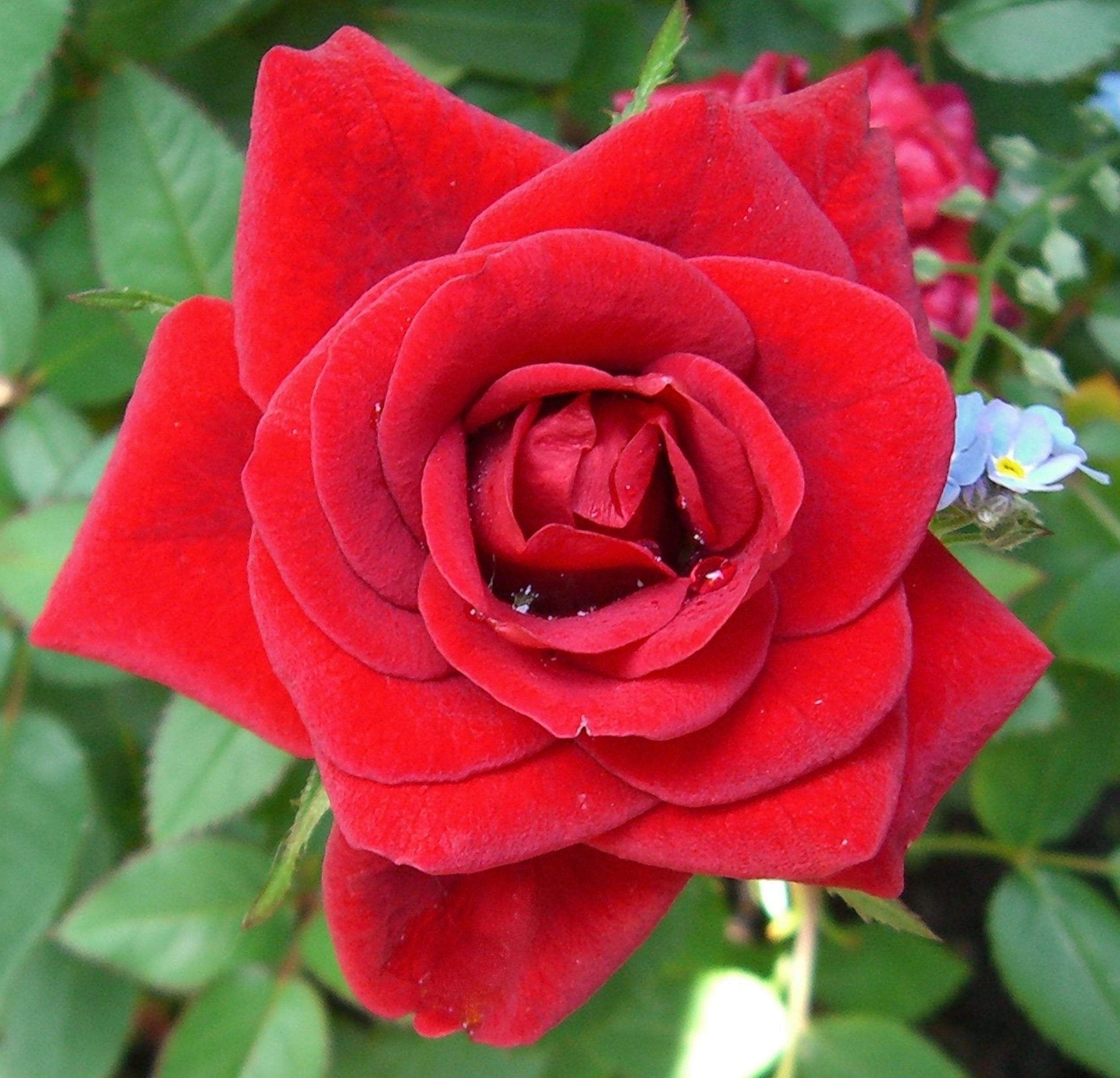 Red rose like velvet free image download