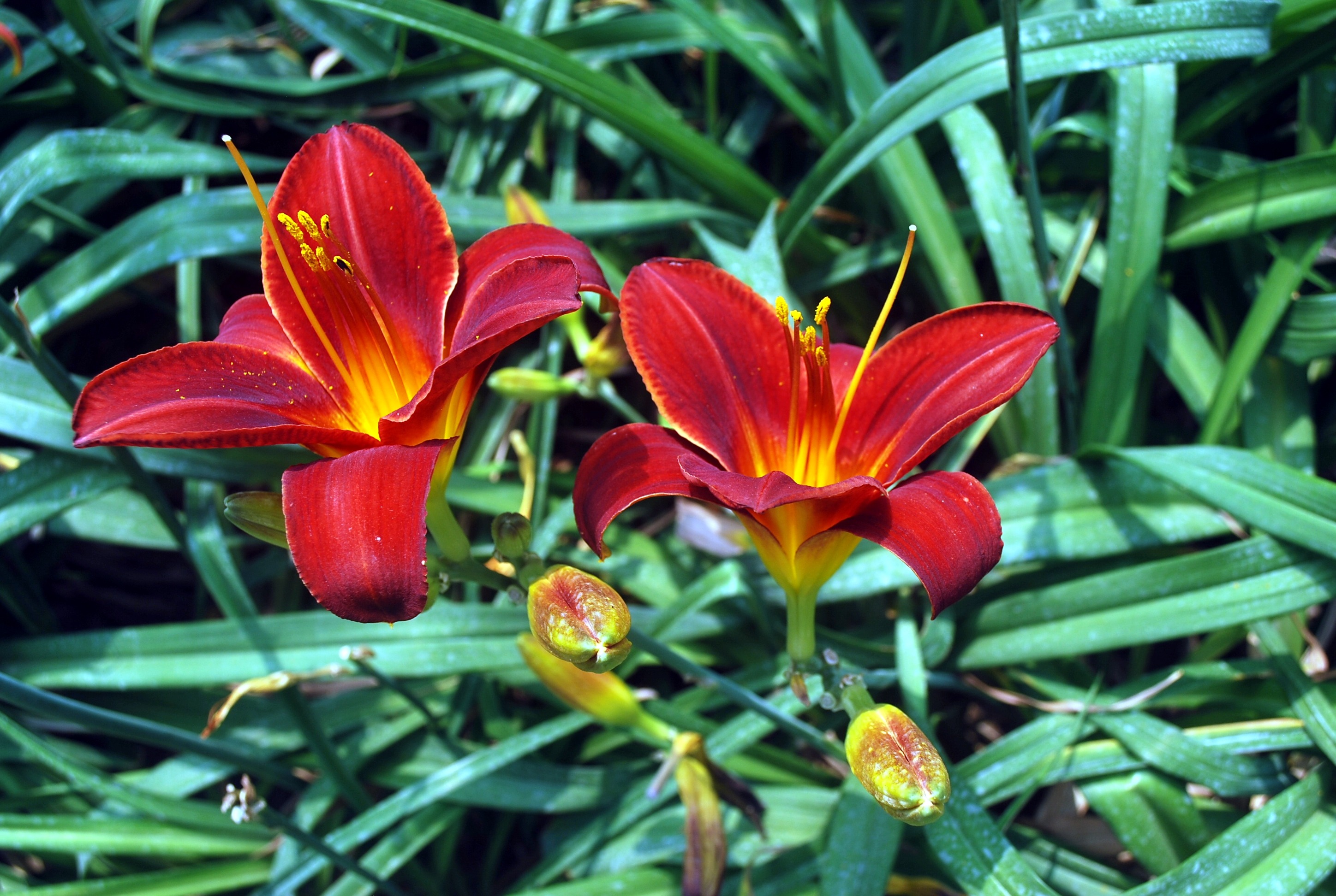 Blooming tiger lilies free image download