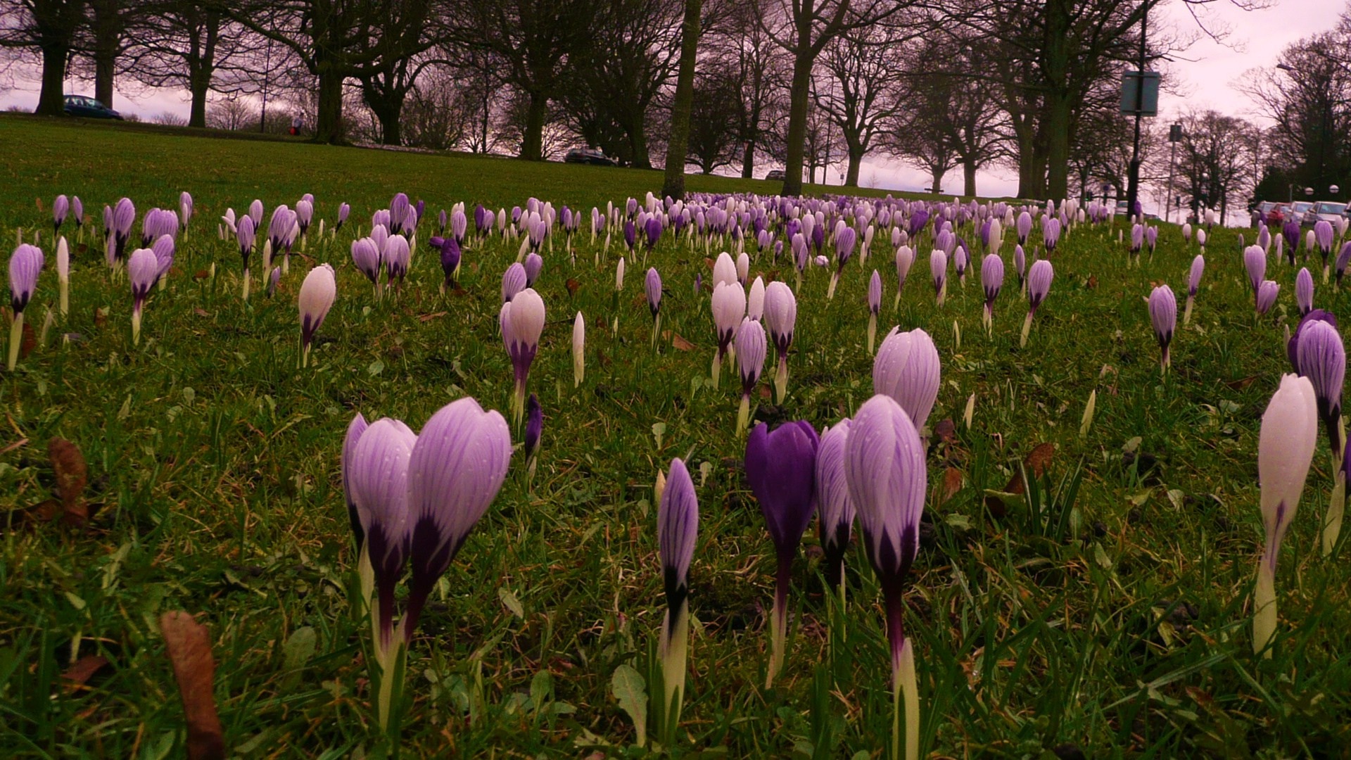Crocus blooming free image download