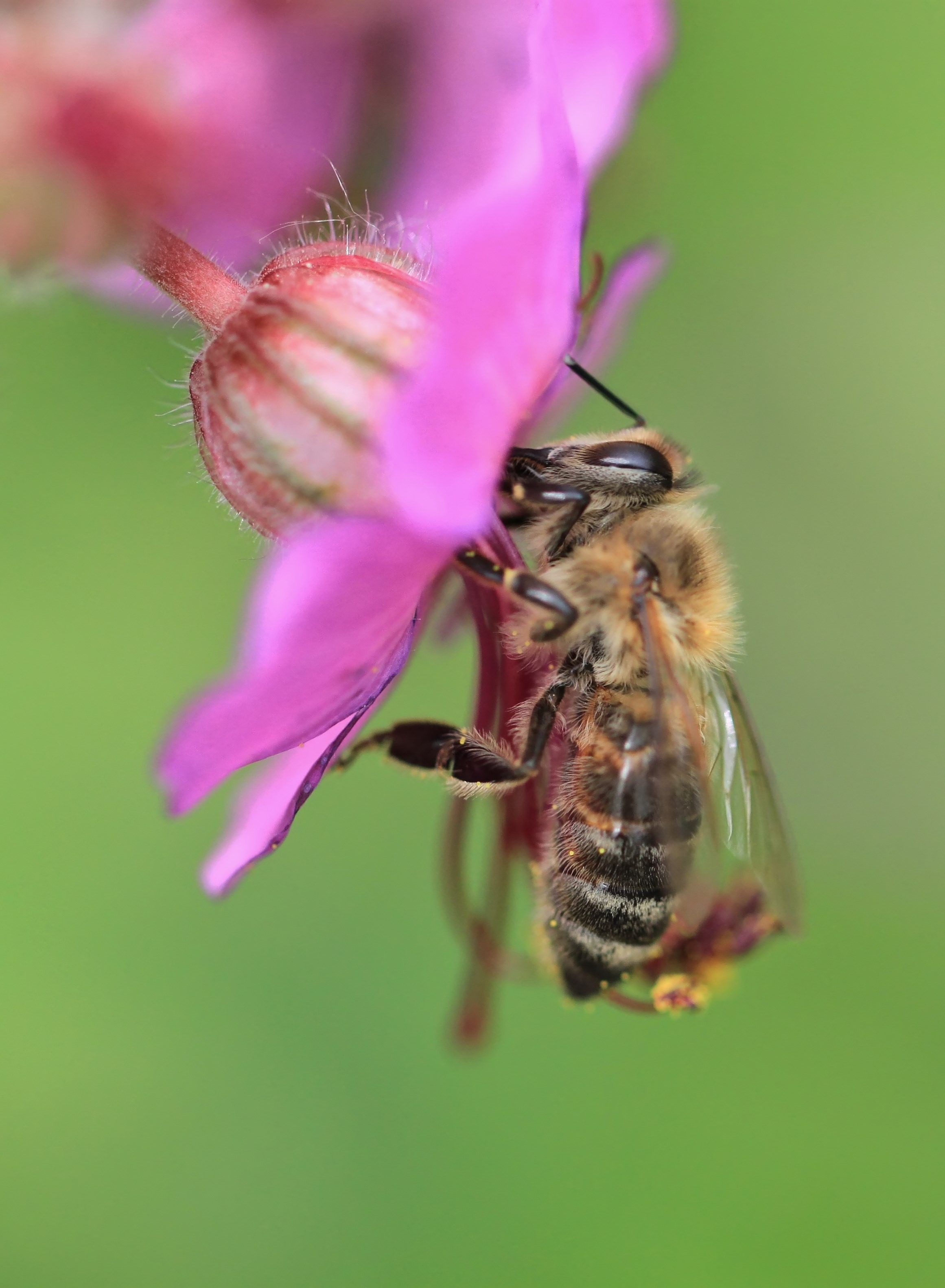 Bee pollinates a flower free image download
