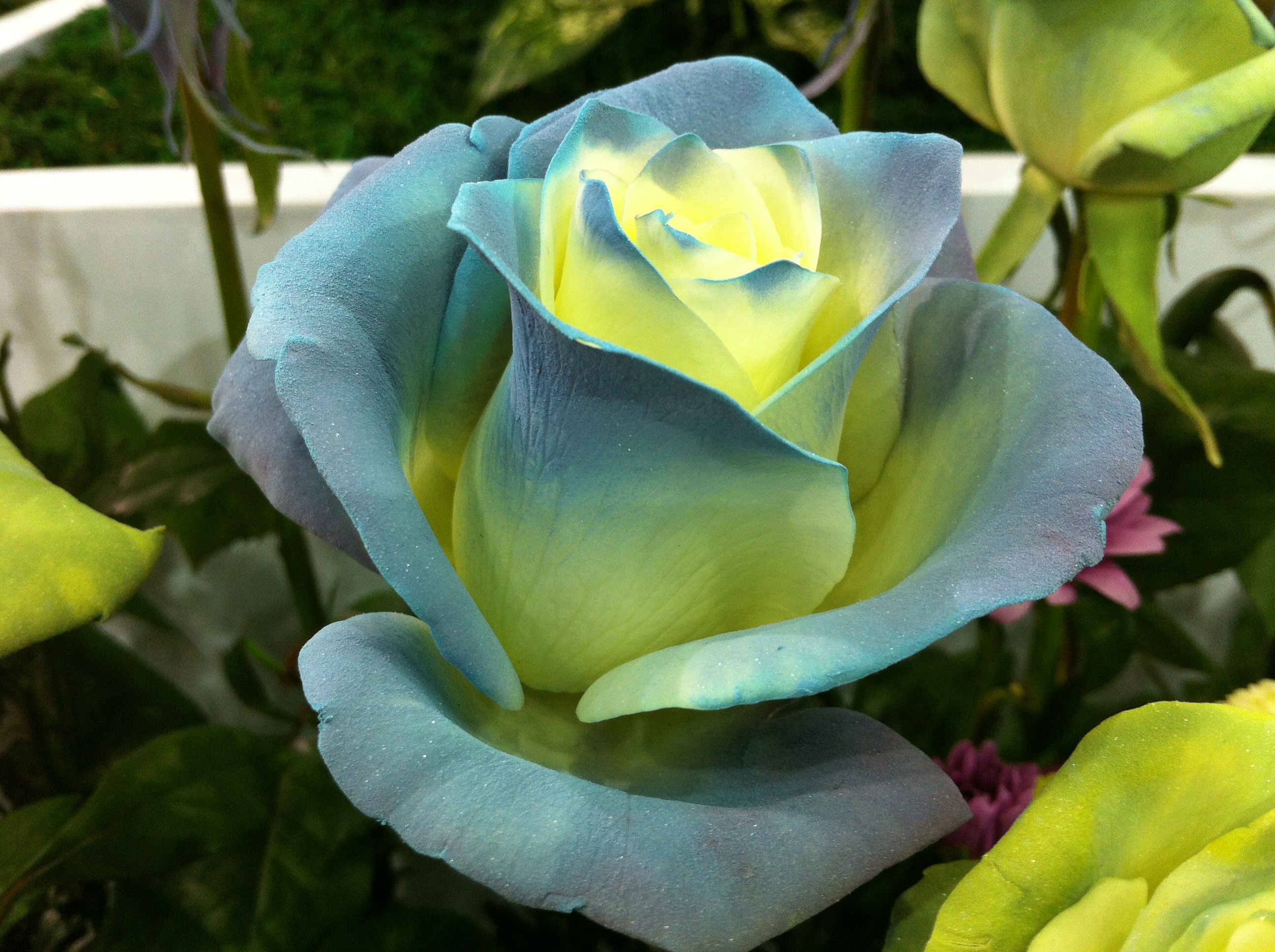 Blue yellow rose free image download