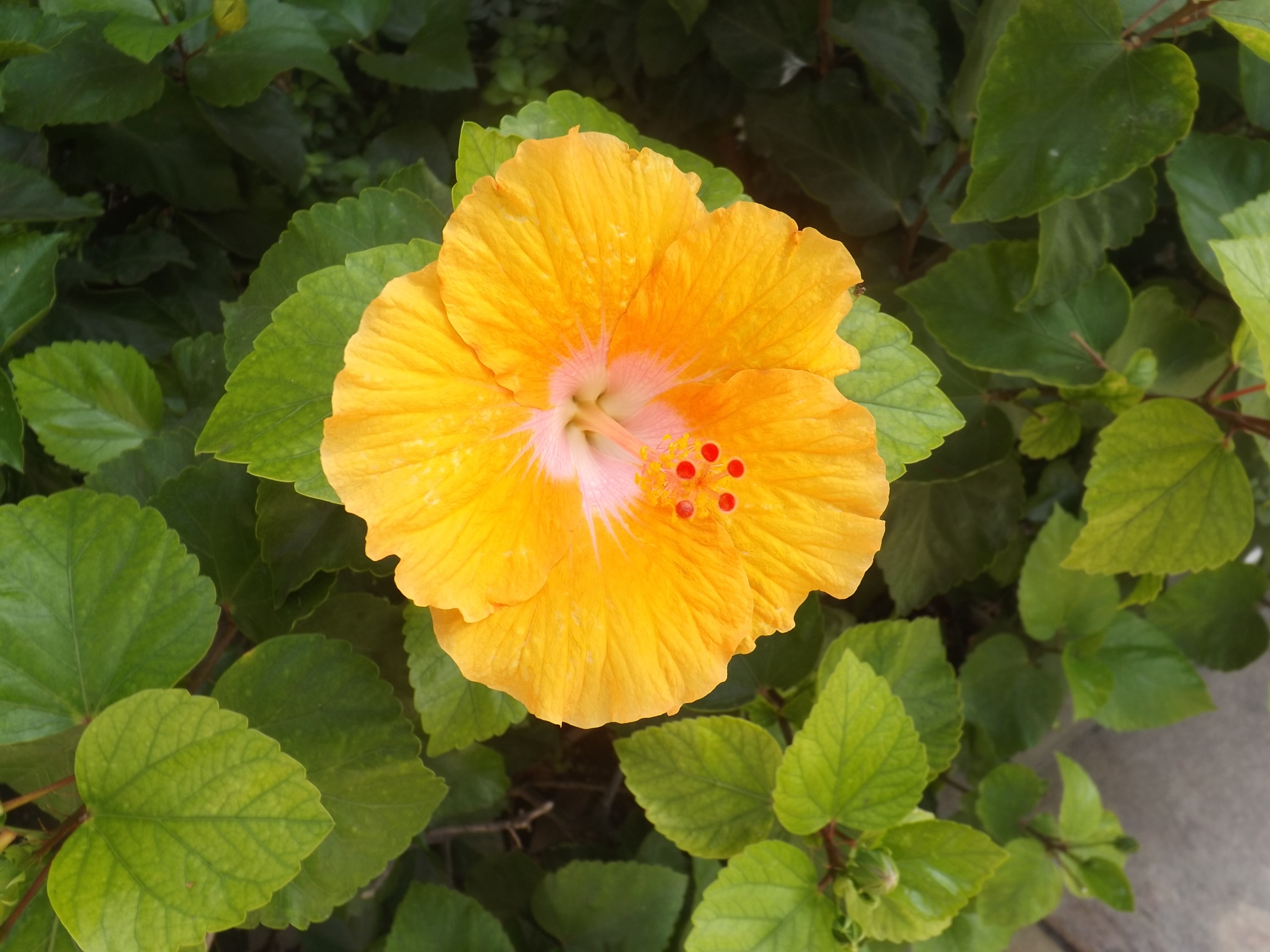 Yellow flower with white center free image download