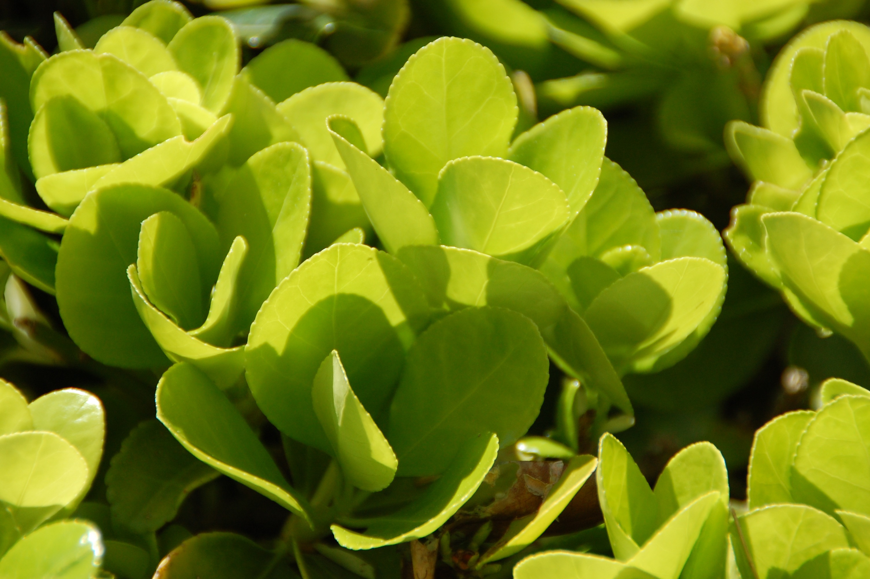 Plant with light green leaves free image download