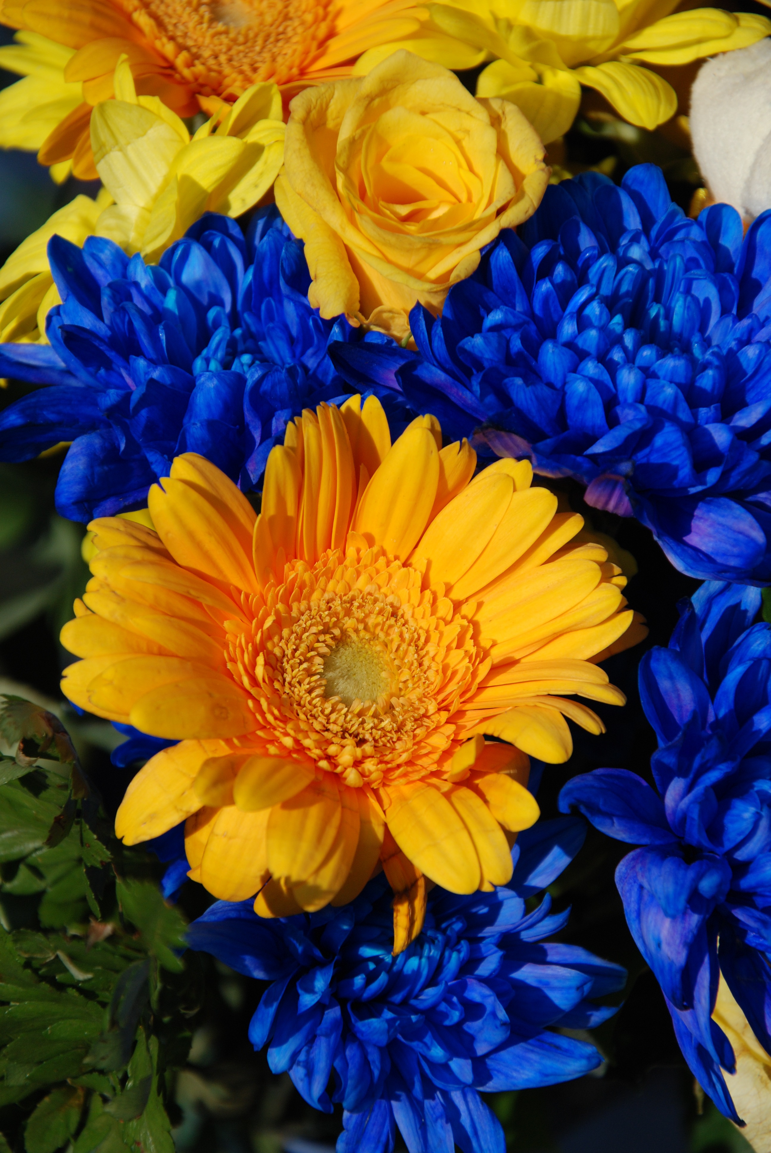 Blue and yellow flowers closeup free image download