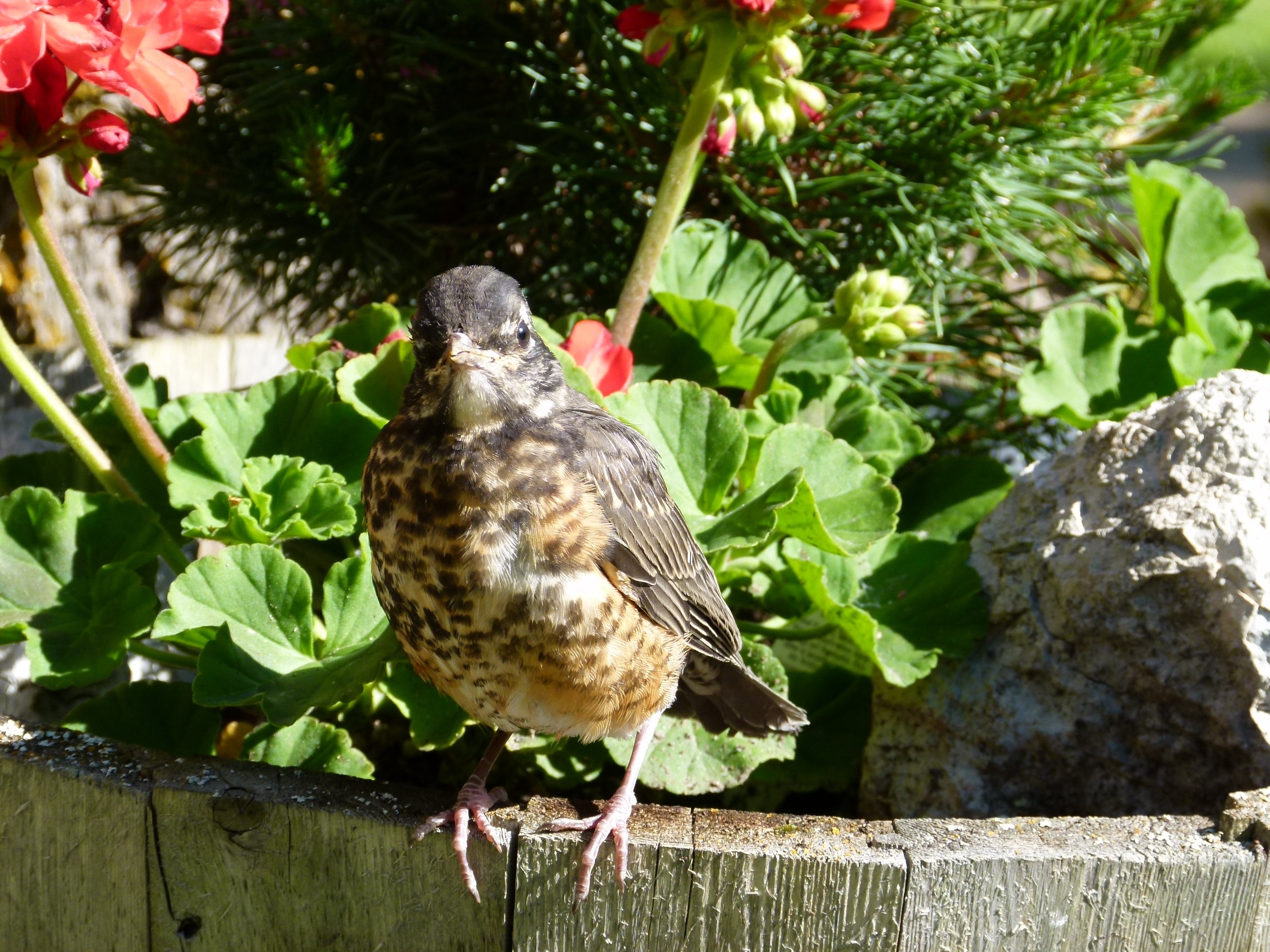 Feathered bird free image download