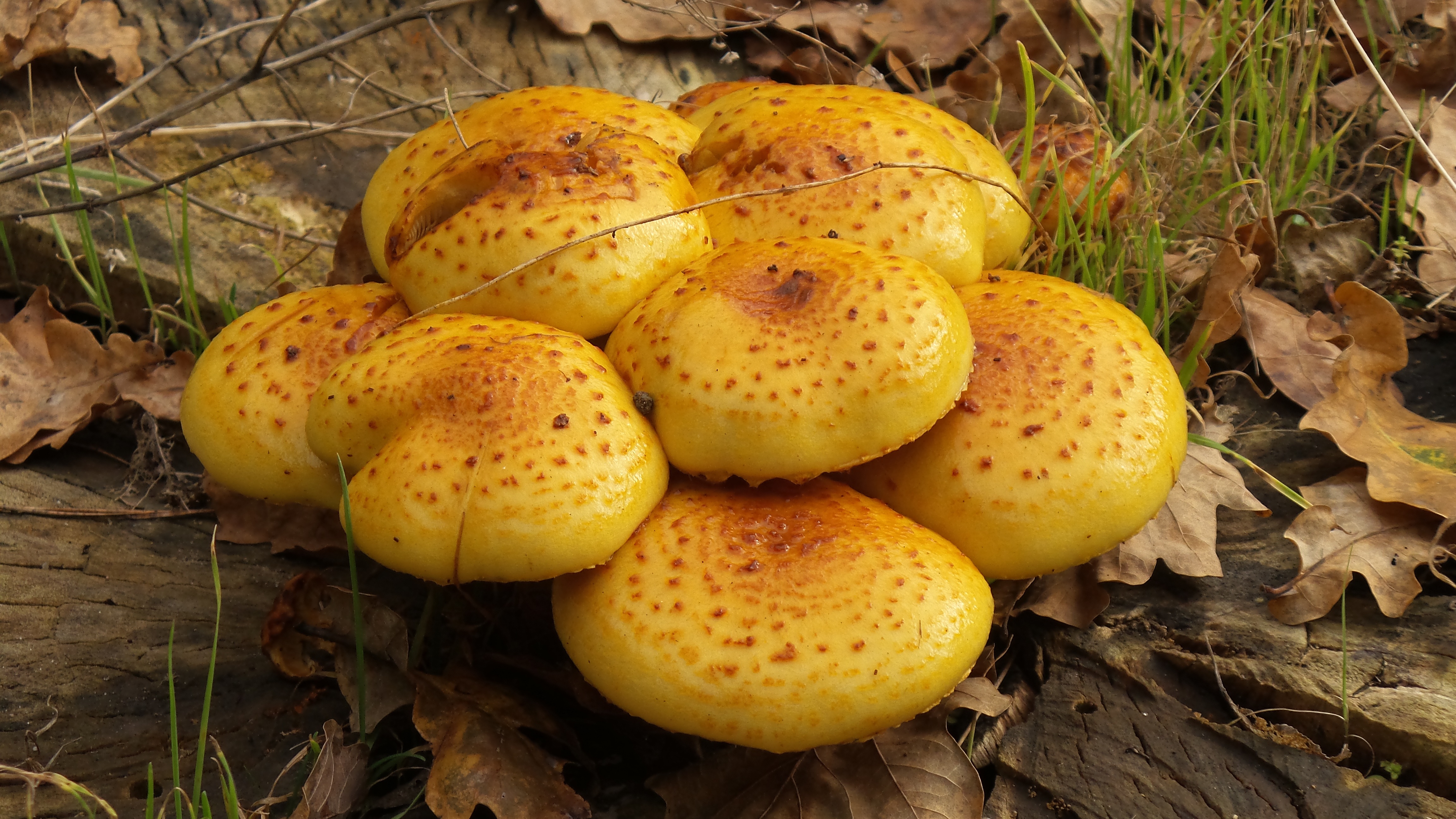 Tree yellow fungus free image download