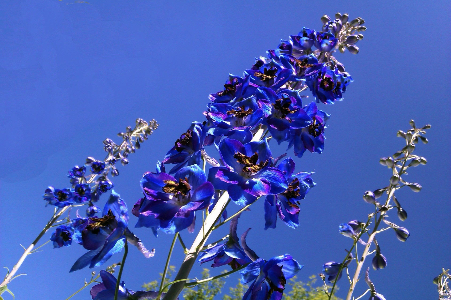 Tall blue wildflowers free image download