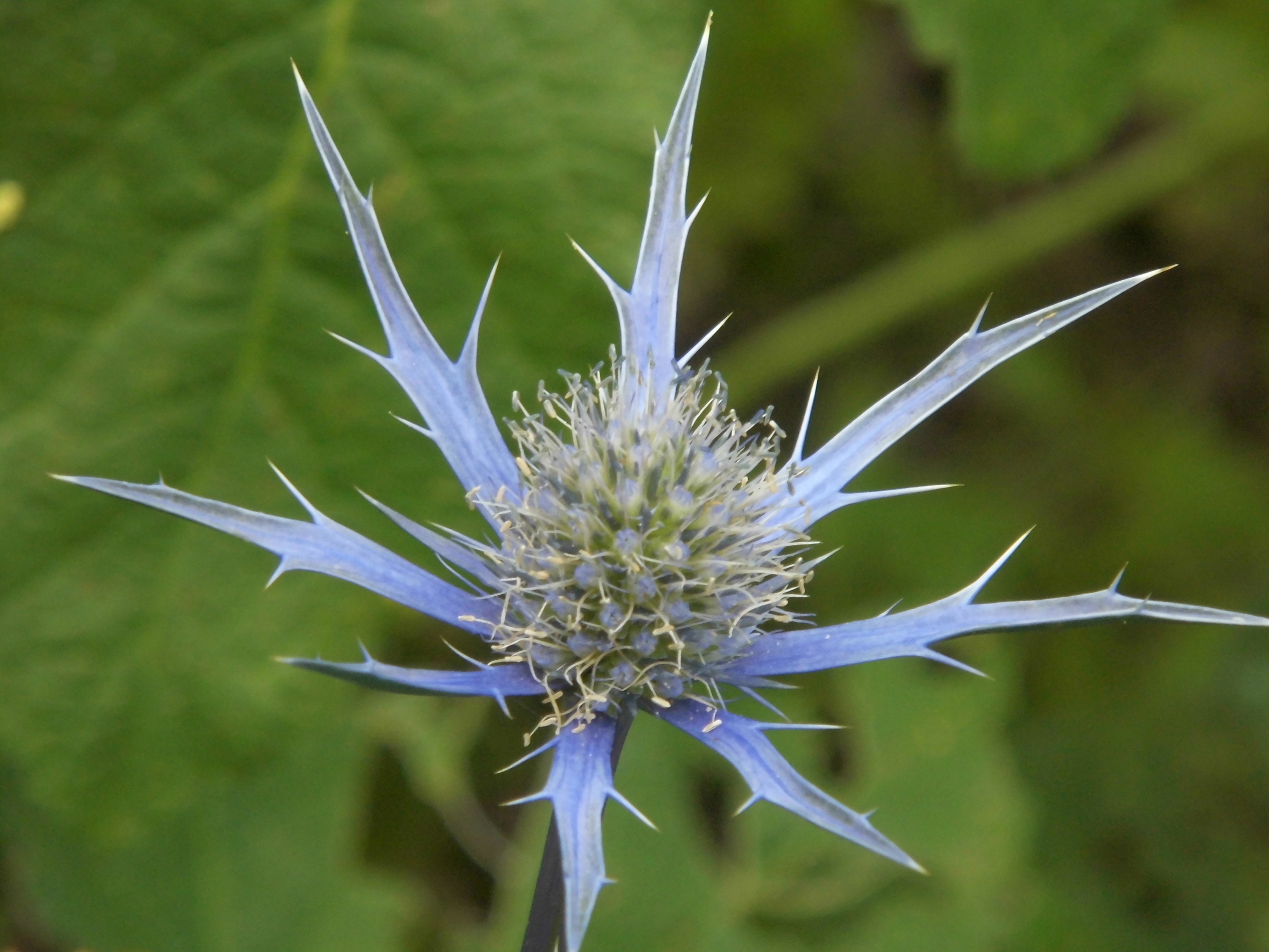 Blue eryngium flower free image download