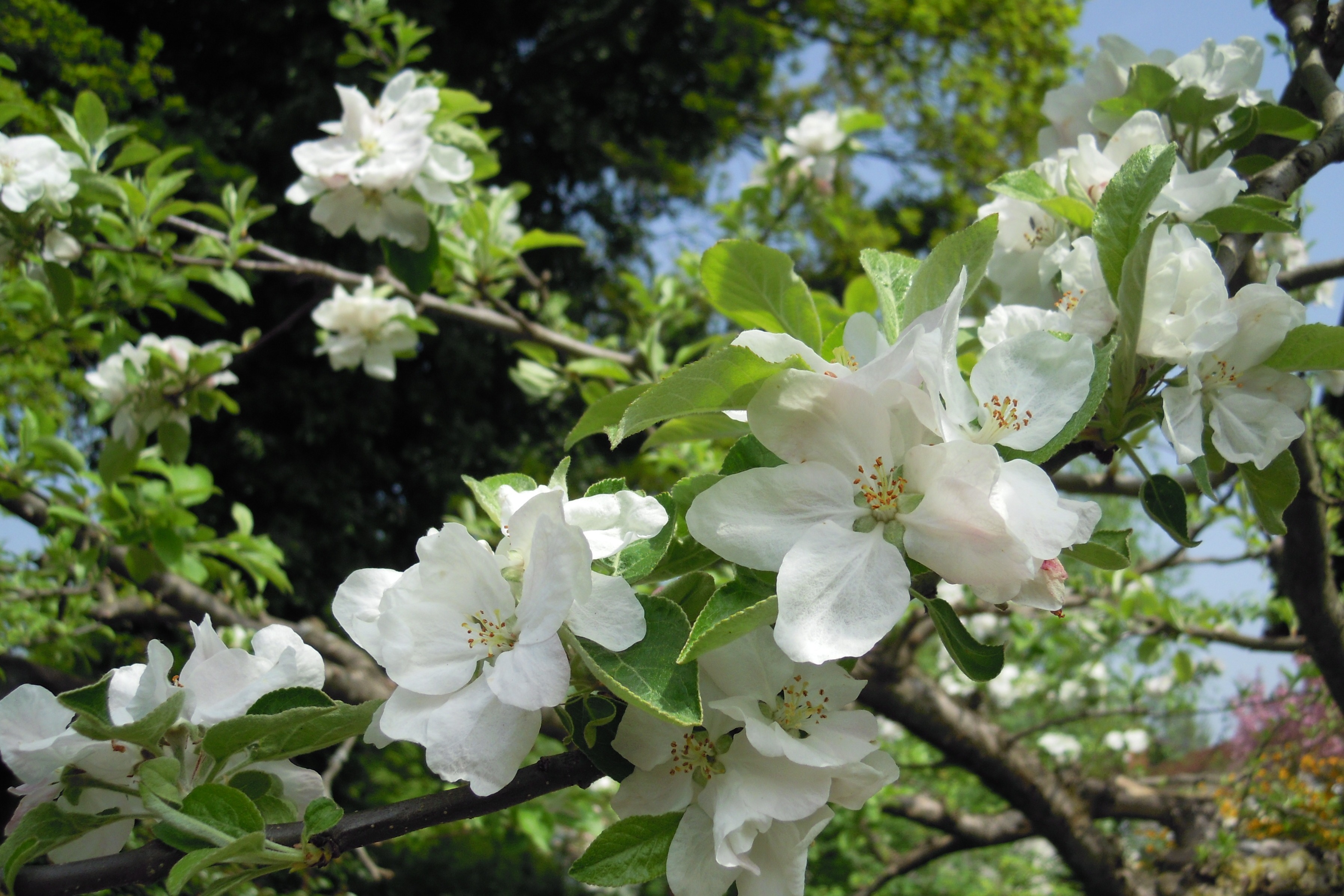 White flowers on apple tree in spring in the garden free image download