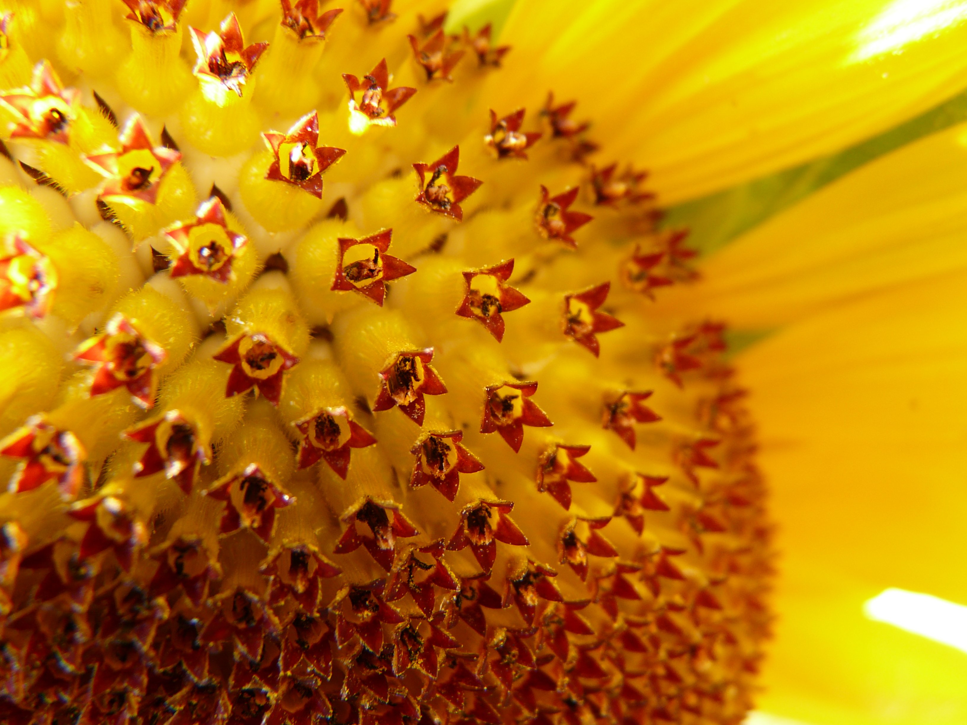 Closeup of the beautiful blooming yellow and red sunflower in light free image download