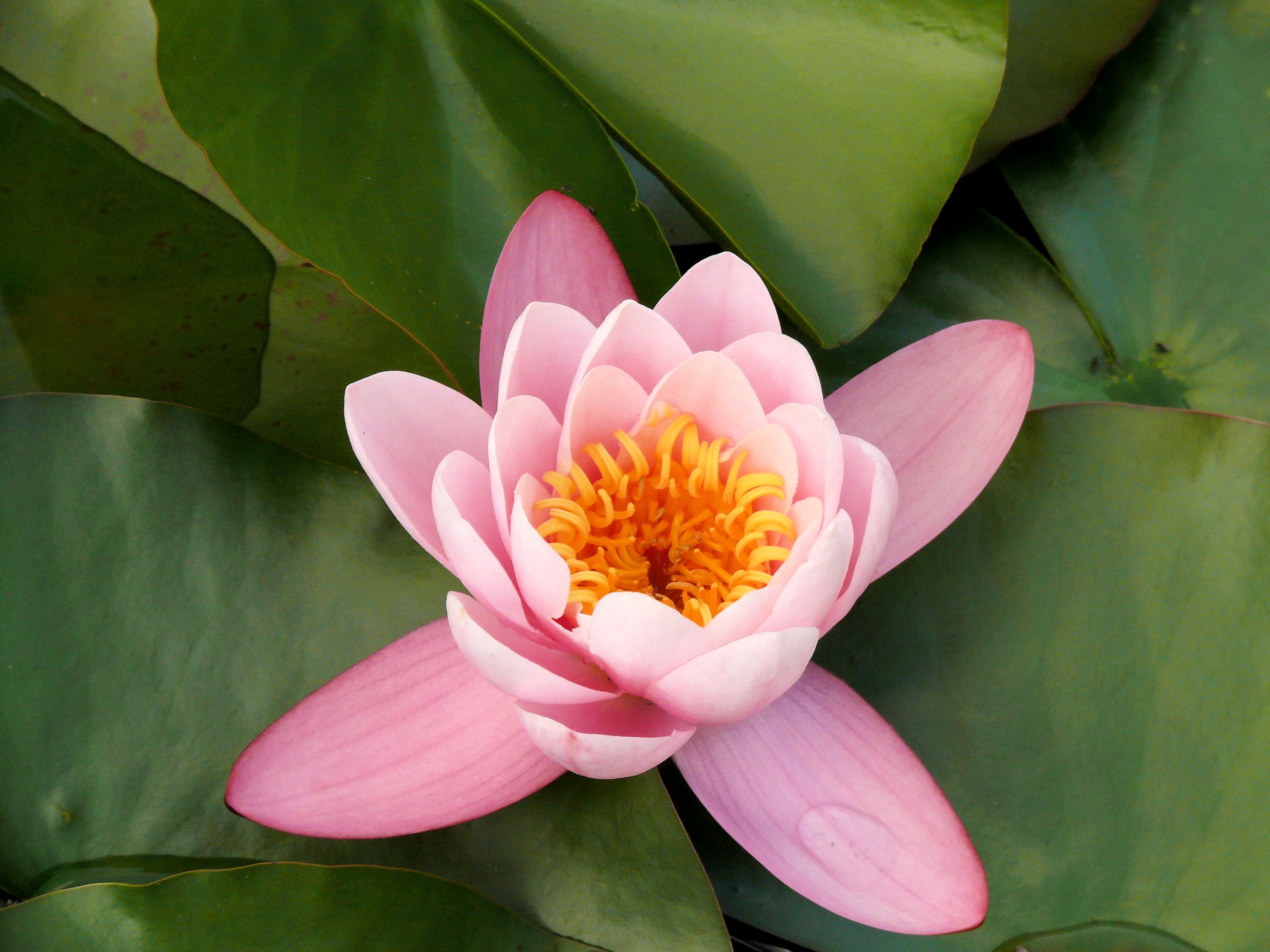 Closeup of the beautiful young pink and orange lotus free image download