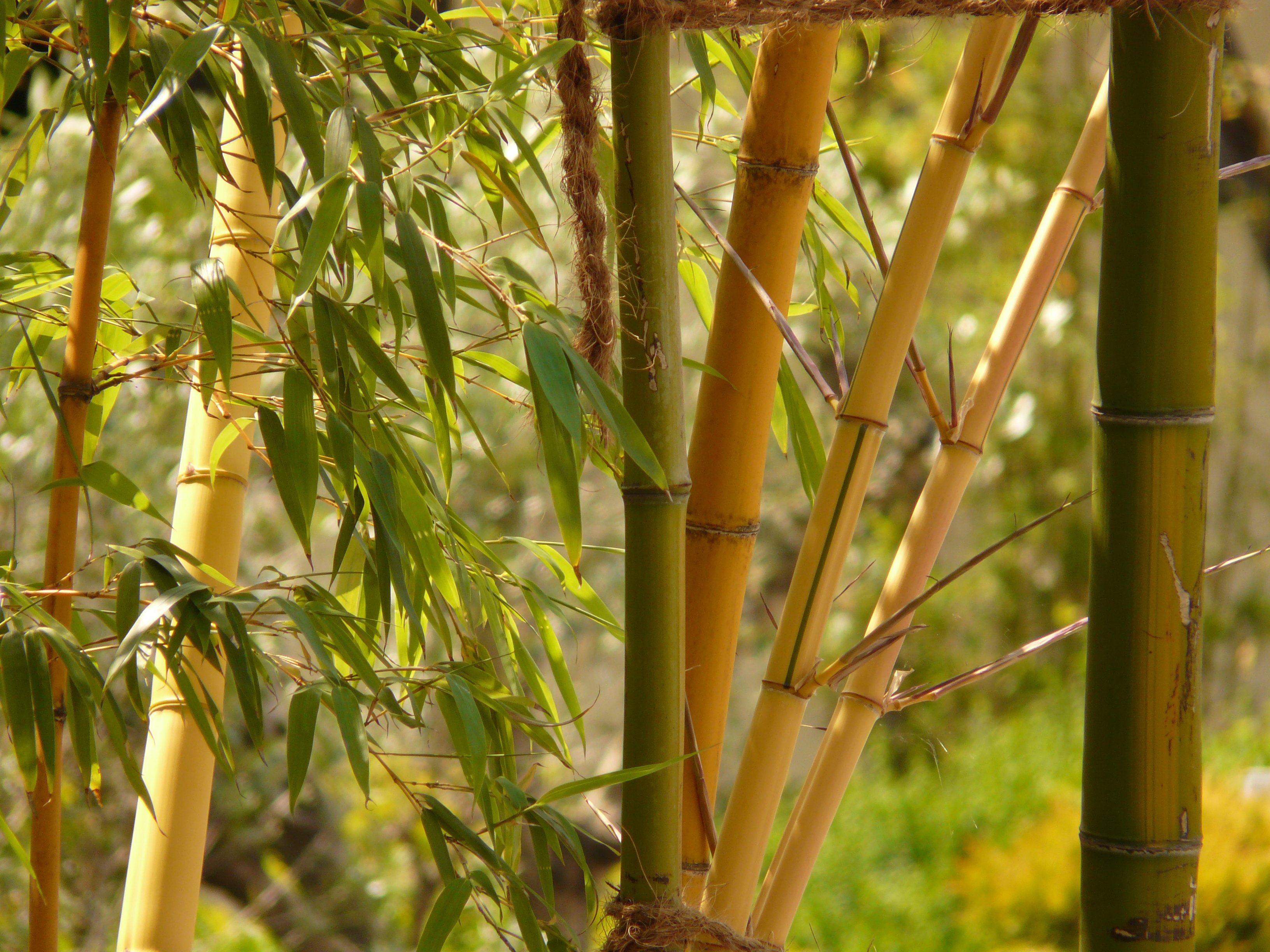 Splendiferous bamboo garden free image download