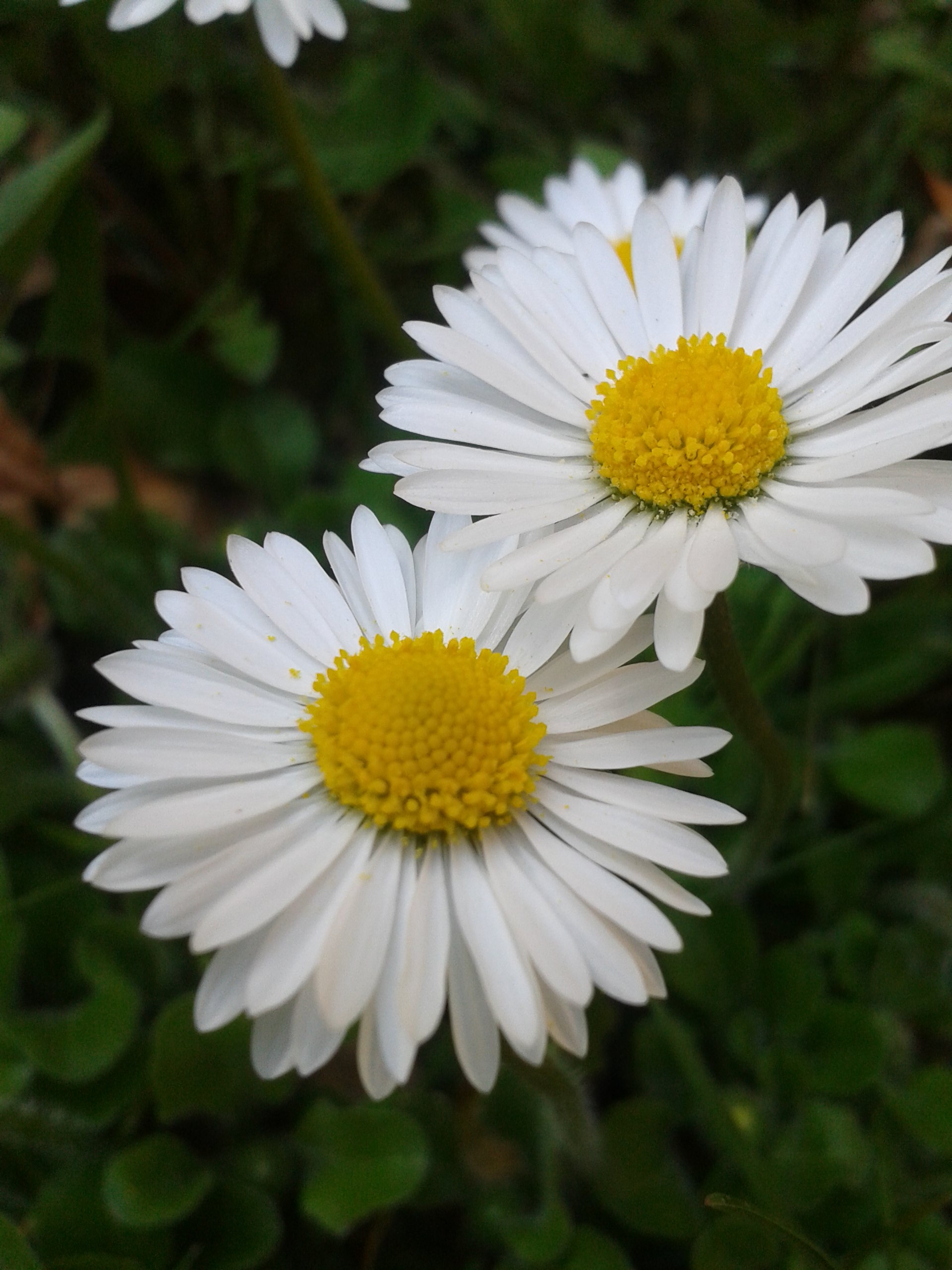 Yellow and white daisies free image download