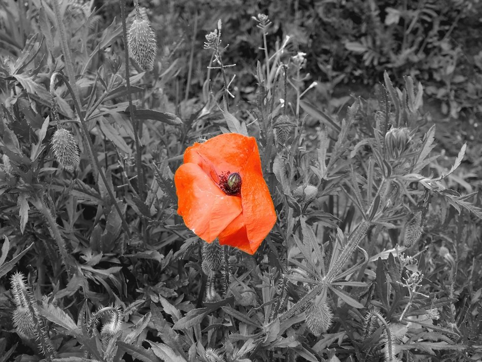 Red poppy on black and white photo free image download