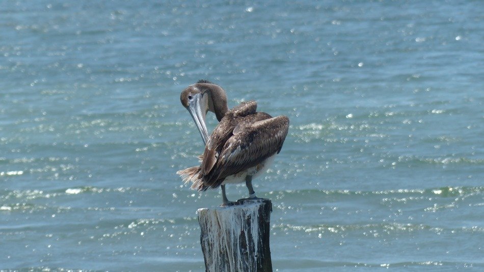 Pelican stands on a wooden pole against the sea free image download