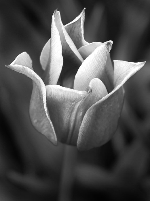 Tulip flower, black and white free image download