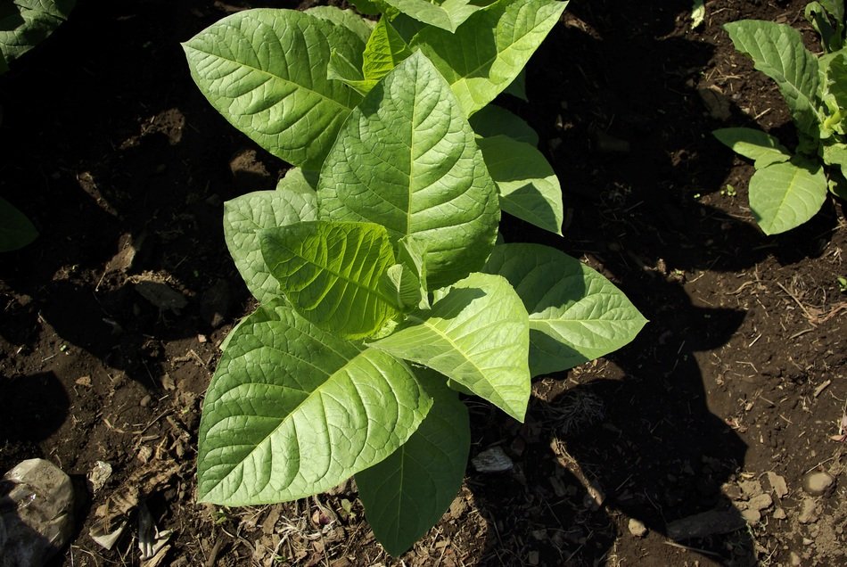 Cigar tobacco plant growth closeup free image download