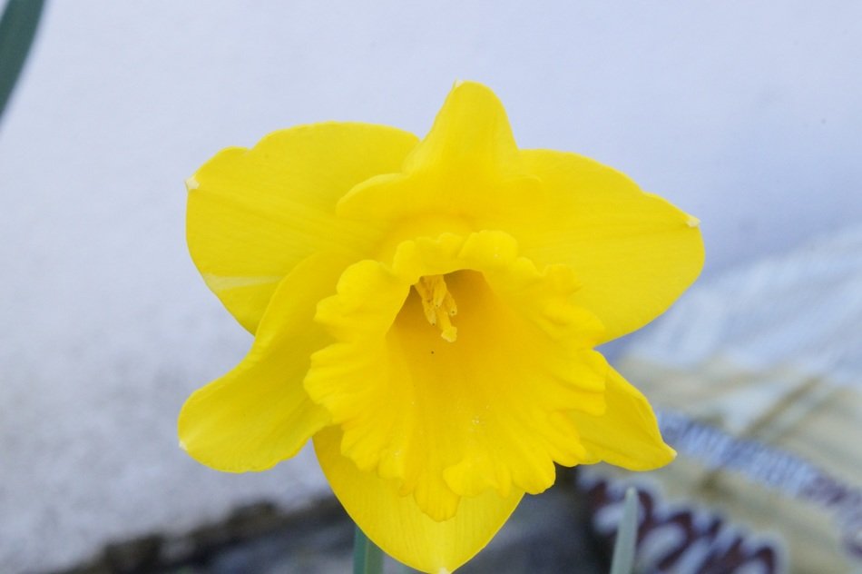 Yellow daffodil flower blossom free image download