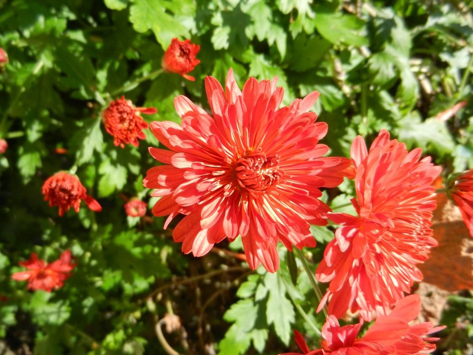 Garden red flowers free image download