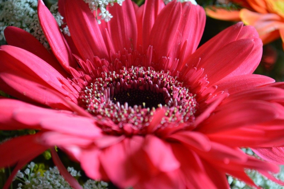Flower red pink daisy macro photo free image download
