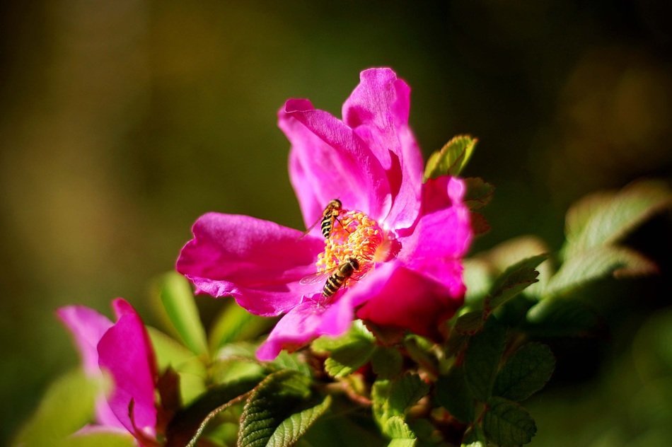 Bees in pink flowers free image download