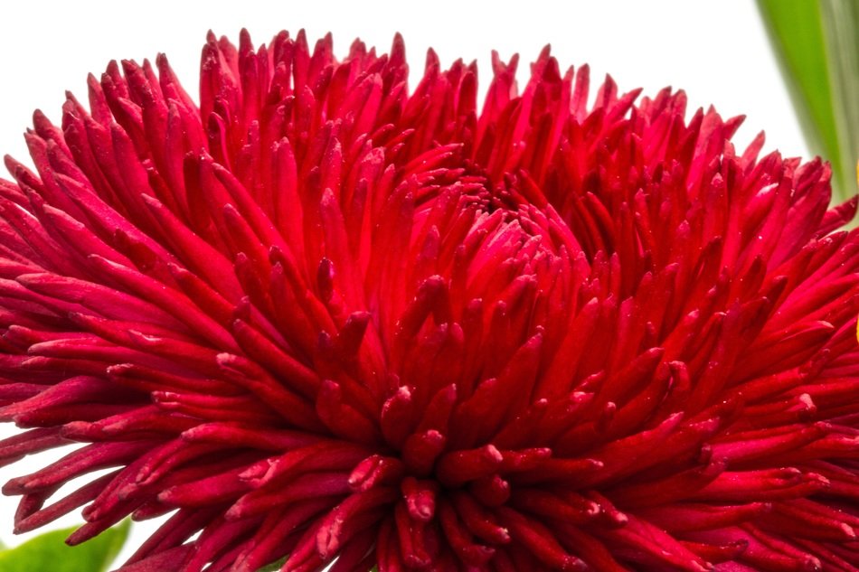 Red flower with thin and long petals free image download