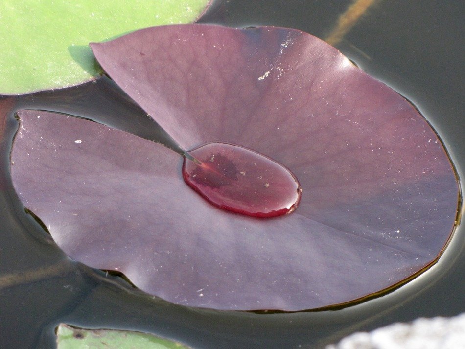 Leaf of an aquatic plant free image download
