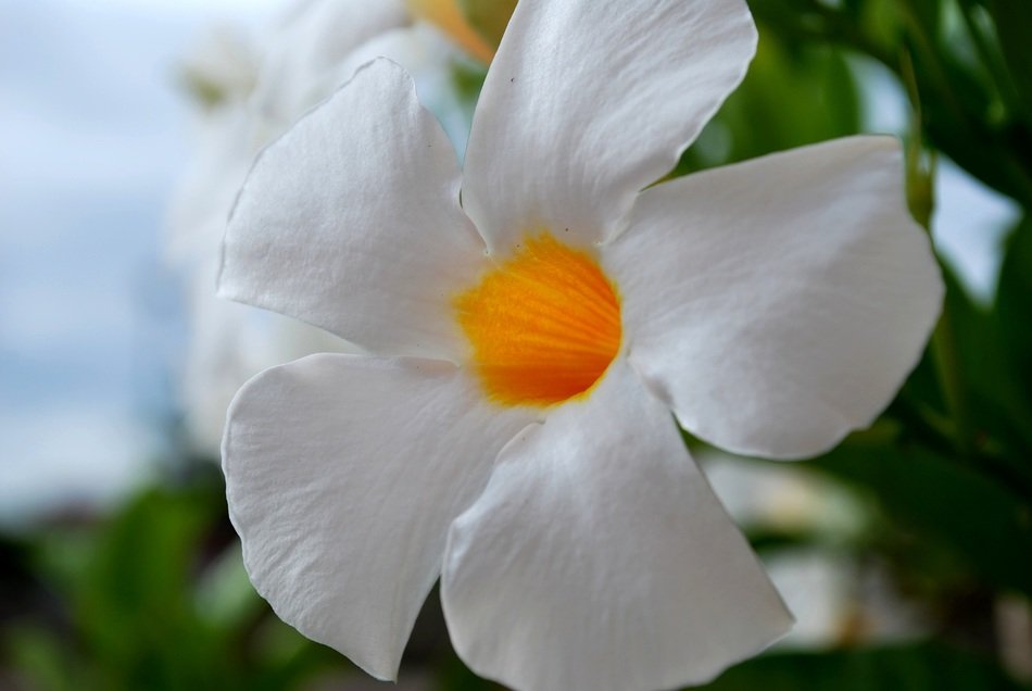 White flower with a yellow center free image download