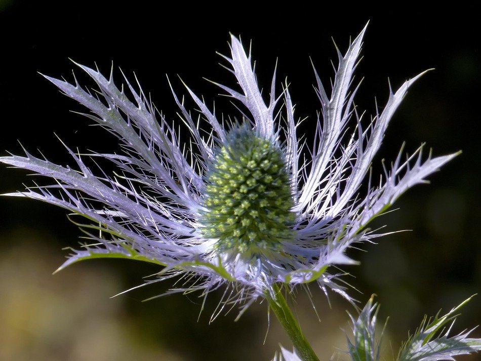 Blue thistle flower closeup free image download