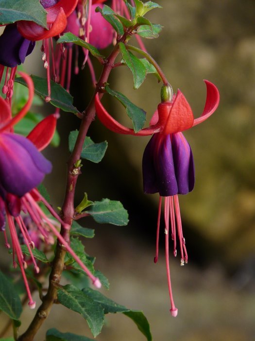 Red with purple fuchsia flowers free image download