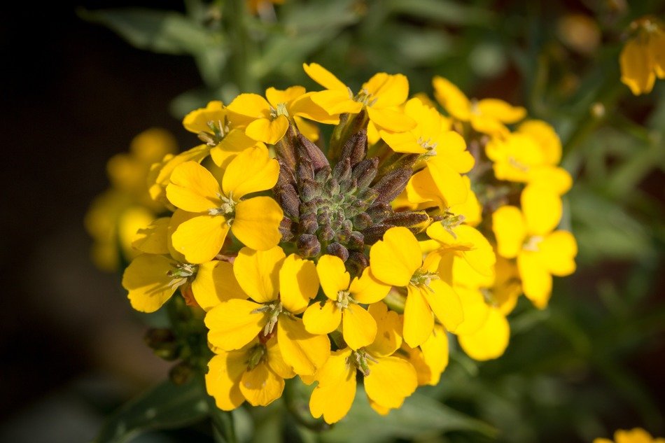 Flower Yellow Garden free image download