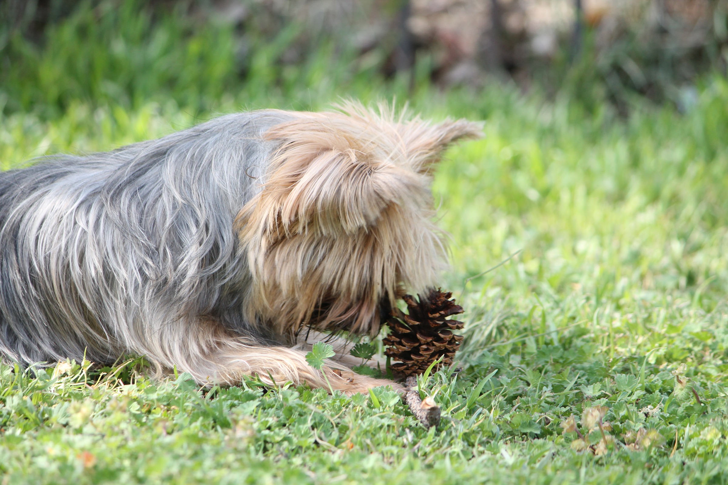 Yorkie terrier dog playing with cone portrait free image download