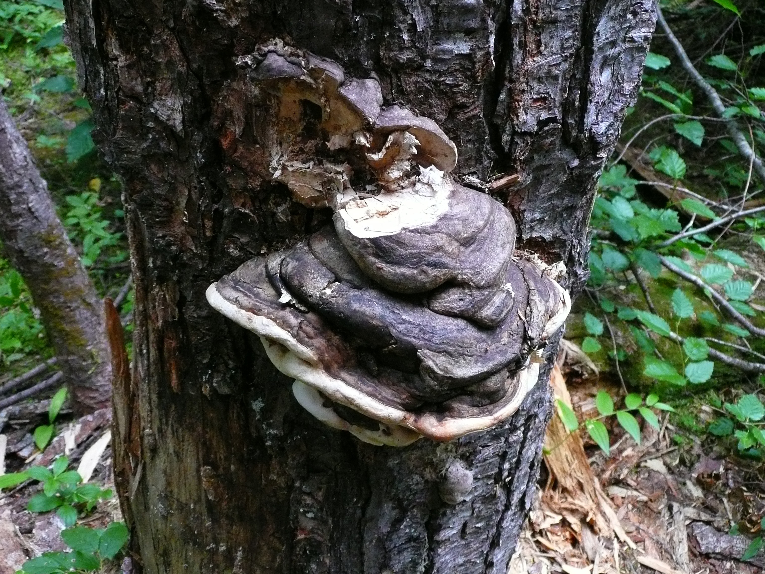 Grey fungus on tree closeup free image download