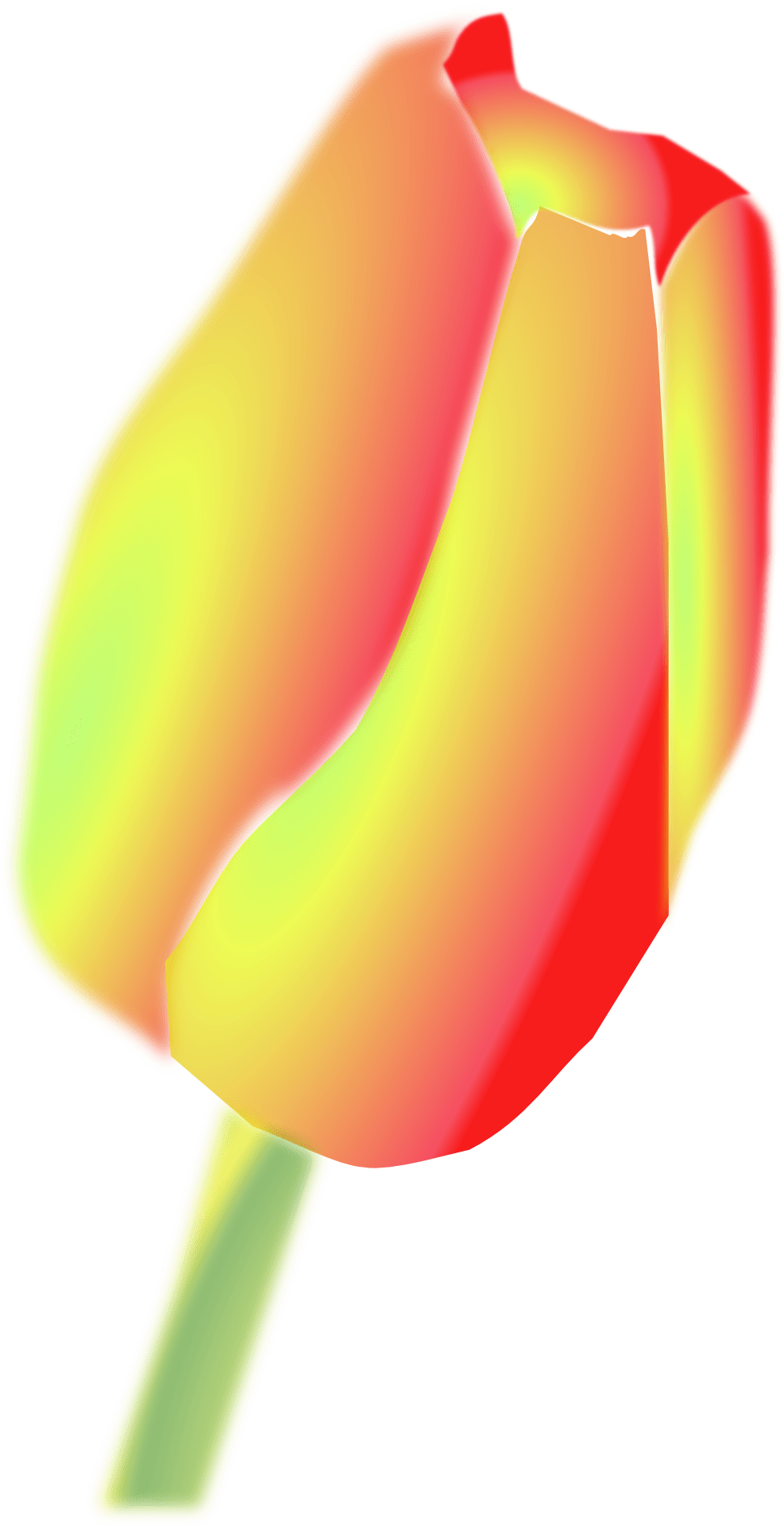 Yellow and orange tulip, drawing free image download