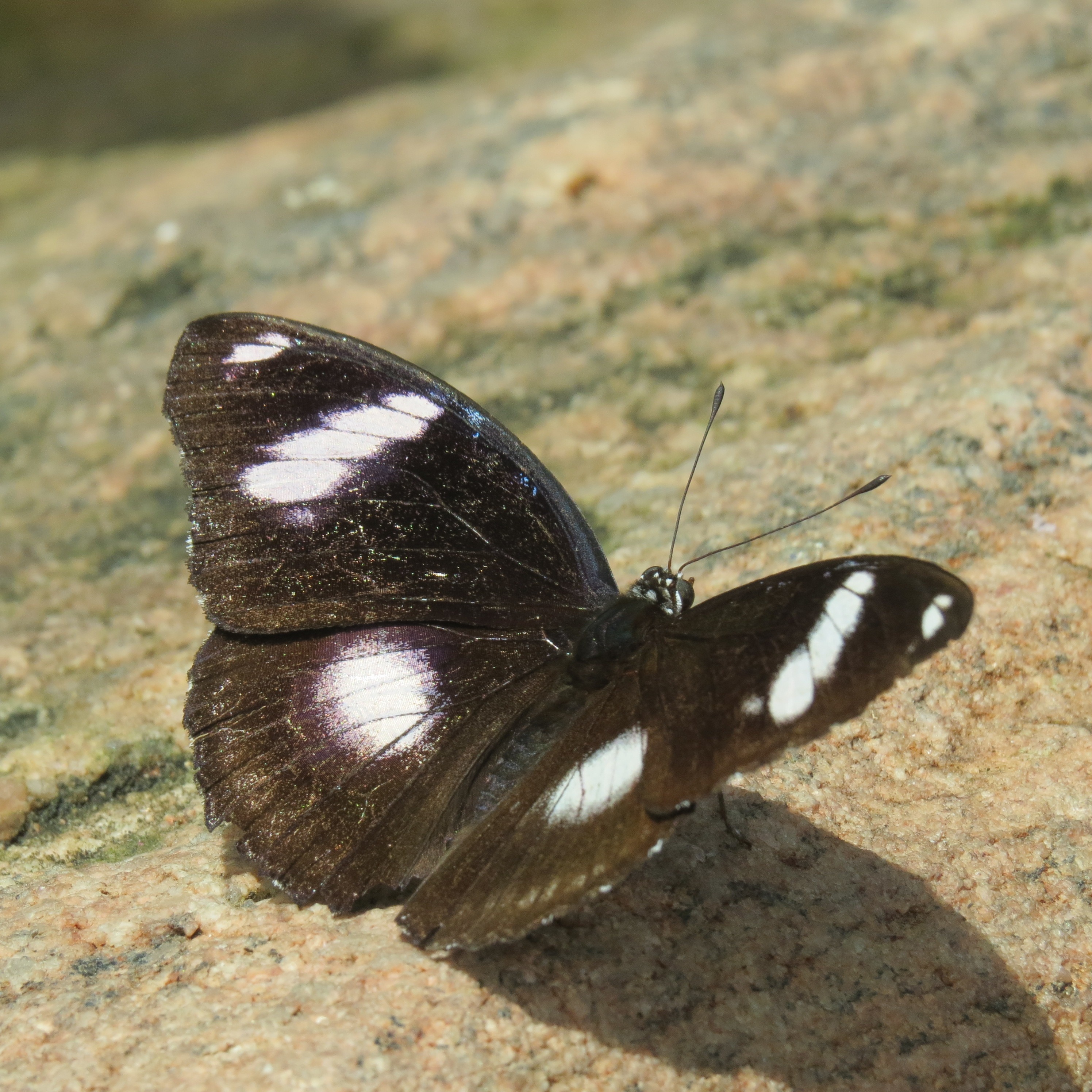 Black butterfly with white spots free image download