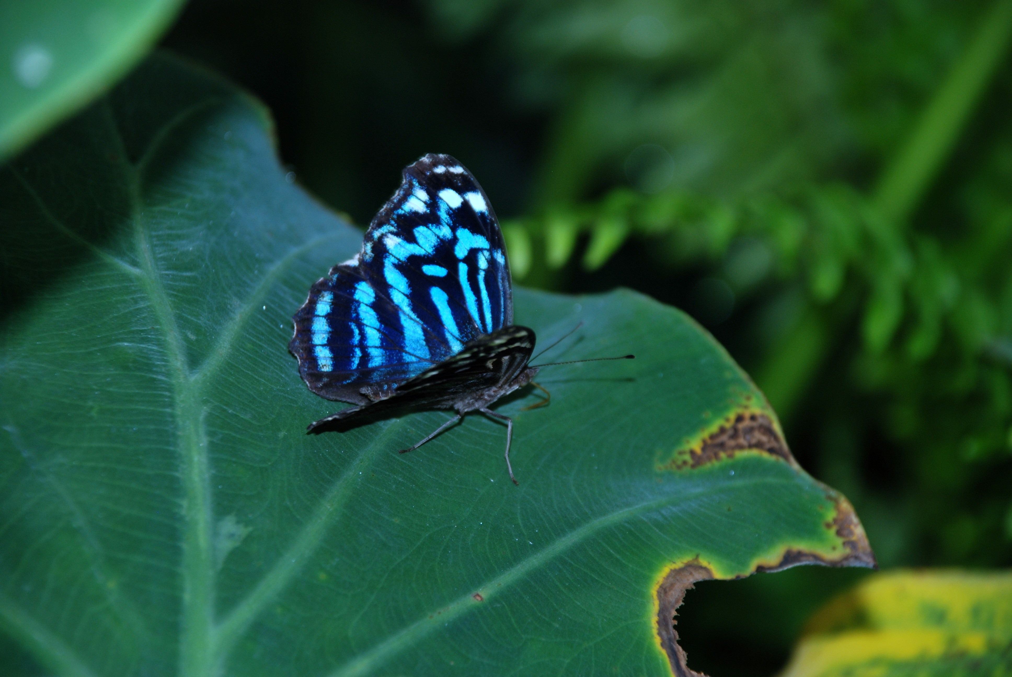 Black butterfly with blue stripes on a large green leaf free image download