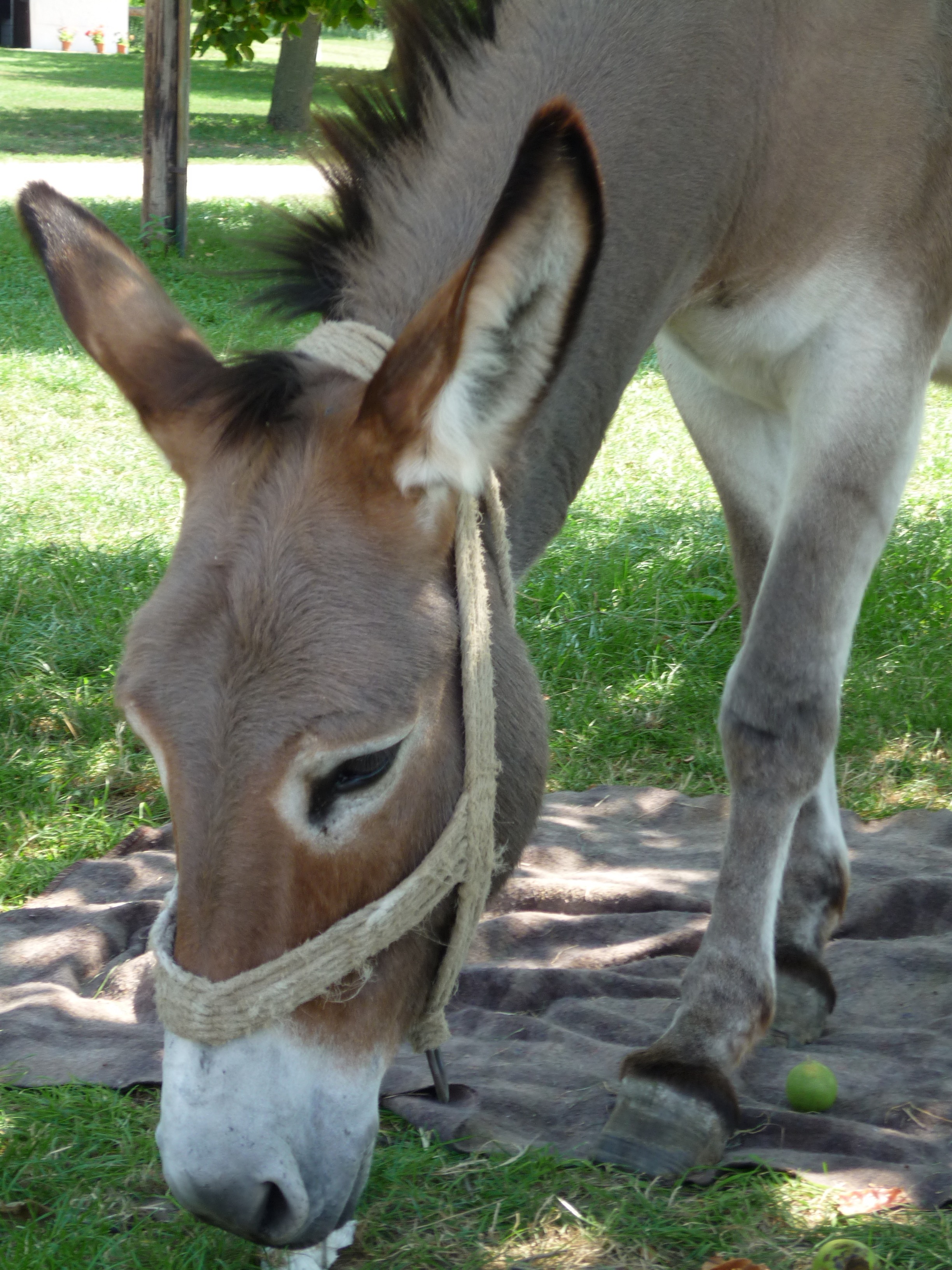 Donkey eating grass free image download