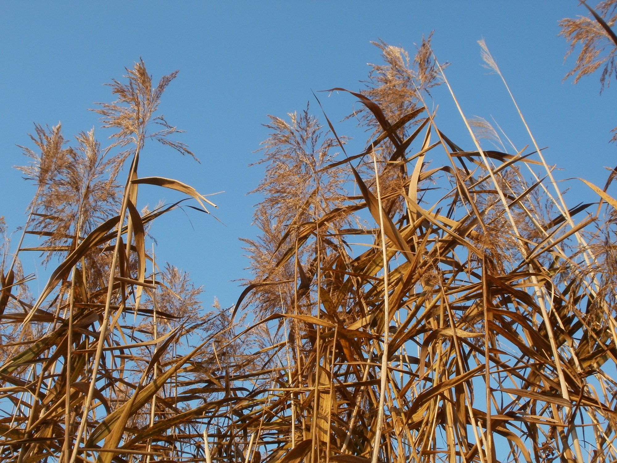 Reed beds common plant free image download