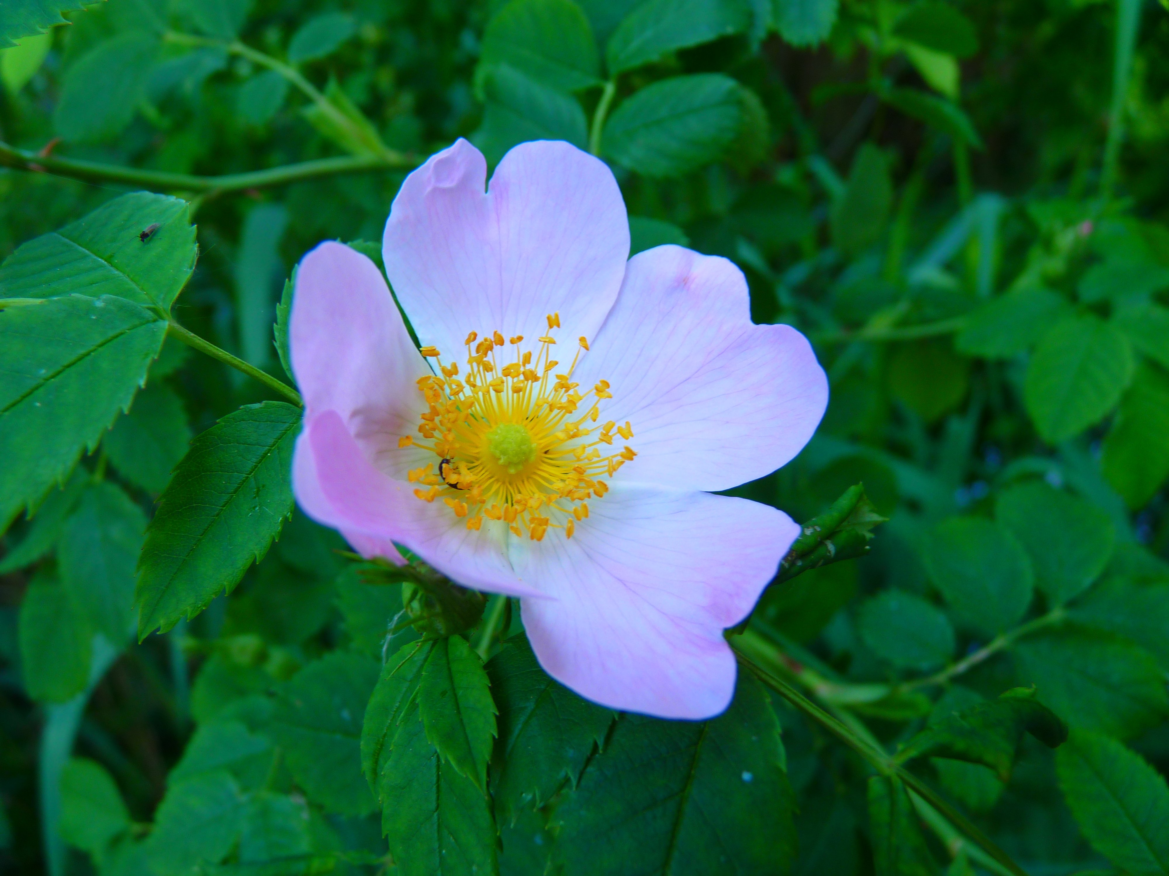 Wild rose blossom closeup free image download