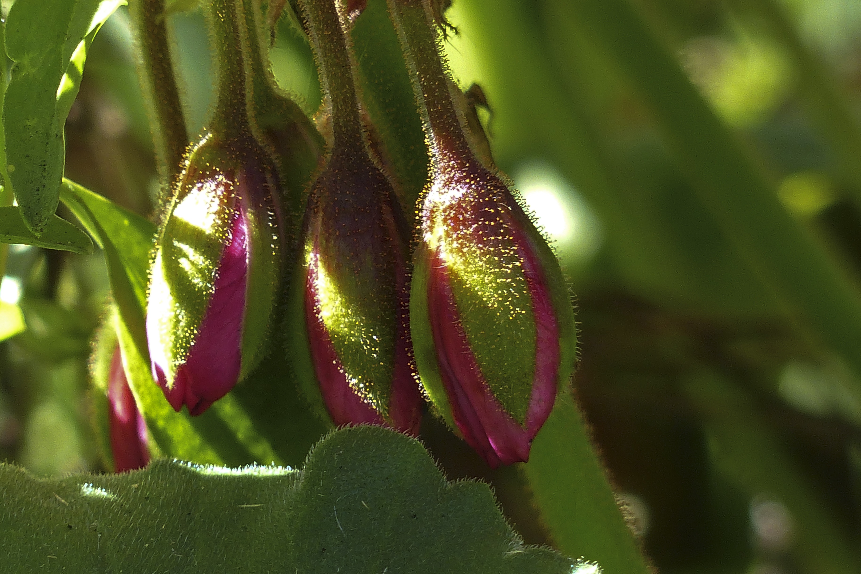 Buds geranium flower free image download