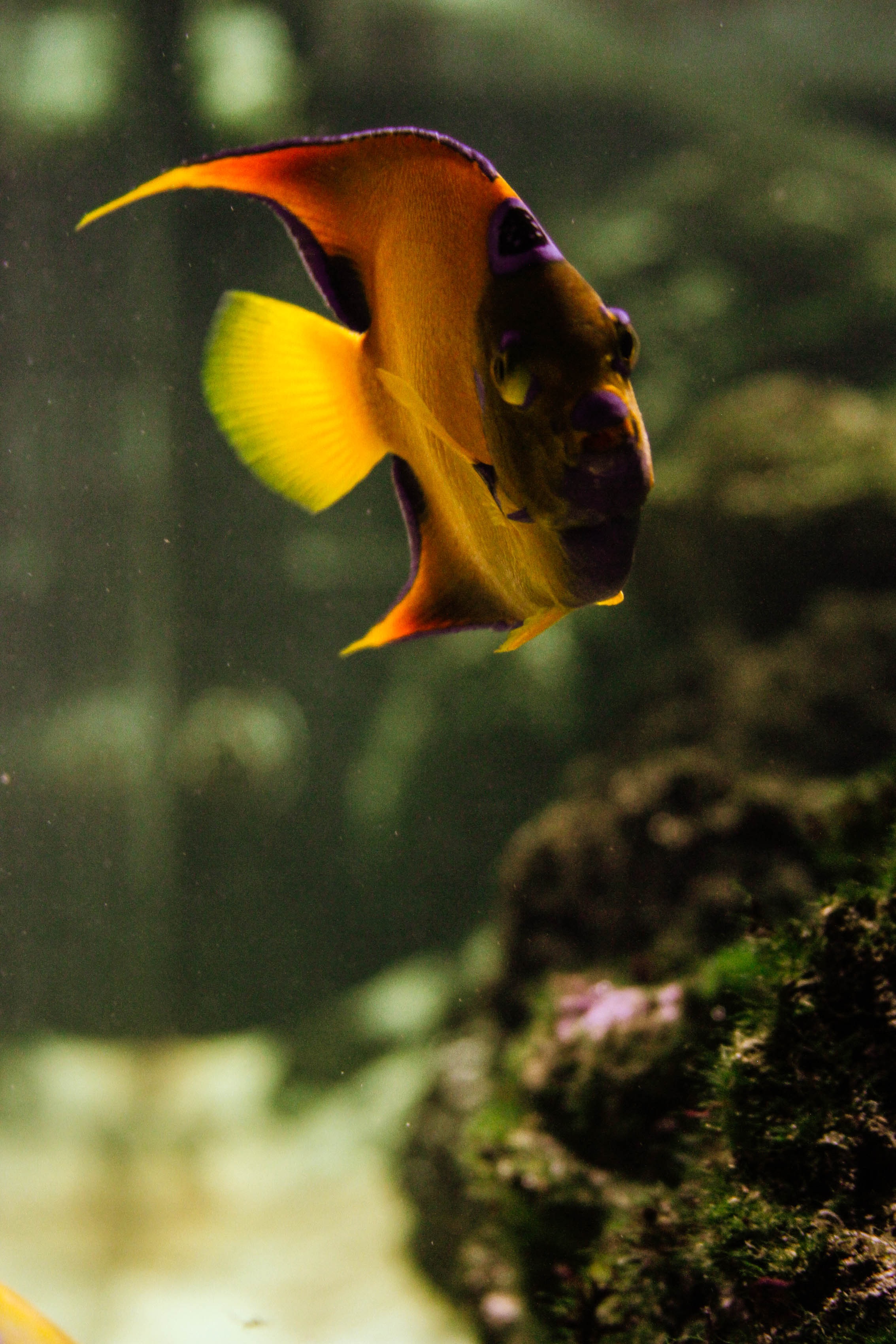 Aquarium yellow fish free image download
