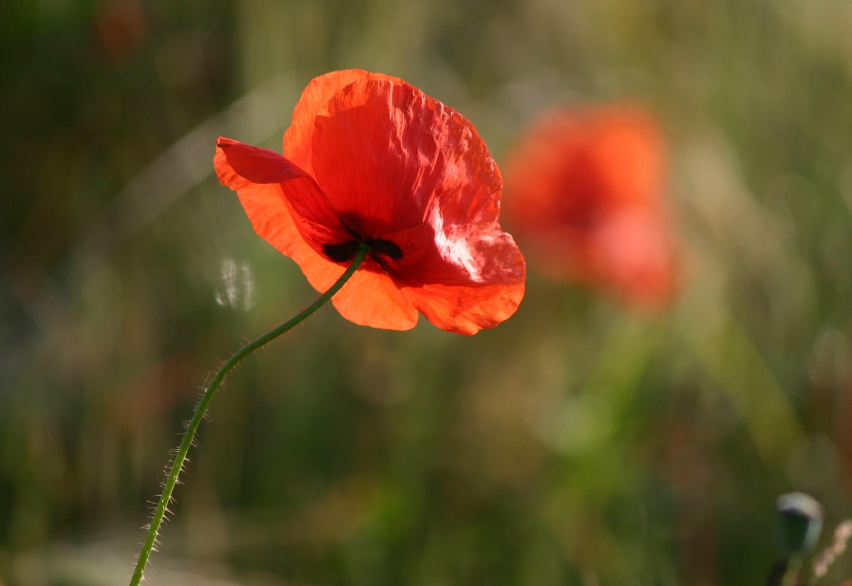 Poppy flower close free image download