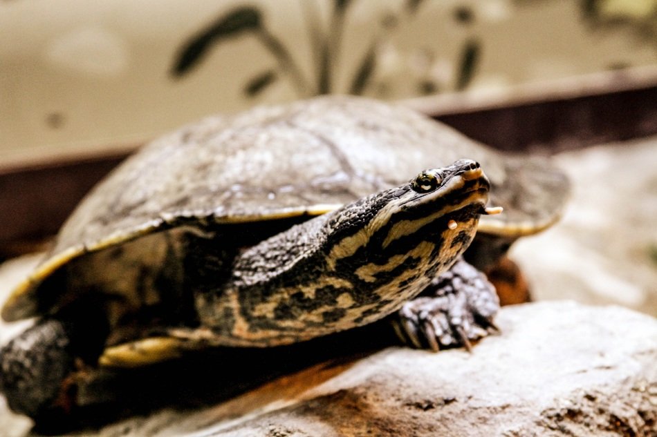 Turtle amazon sea free image download