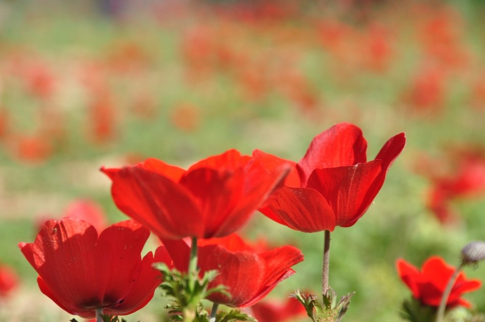 Red blooming flowers in spring free image download