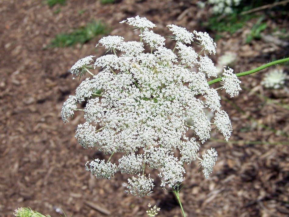 Weed with a large white inflorescence free image download