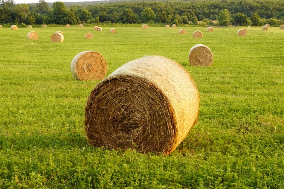 Straw bales on a green field free image download
