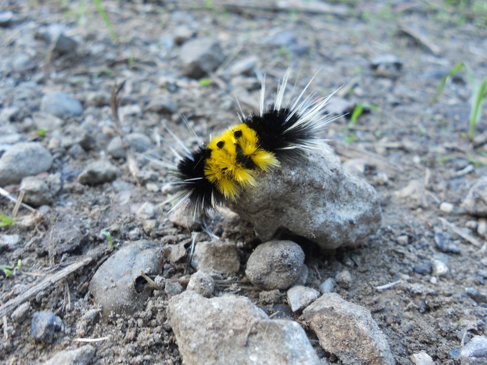 Yellowblack caterpillar free image download
