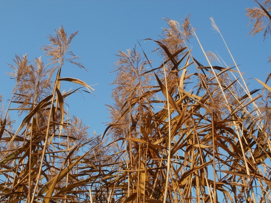 Reed beds common plant free image download