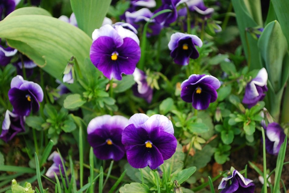 Breathtaking pansy flowers free image download