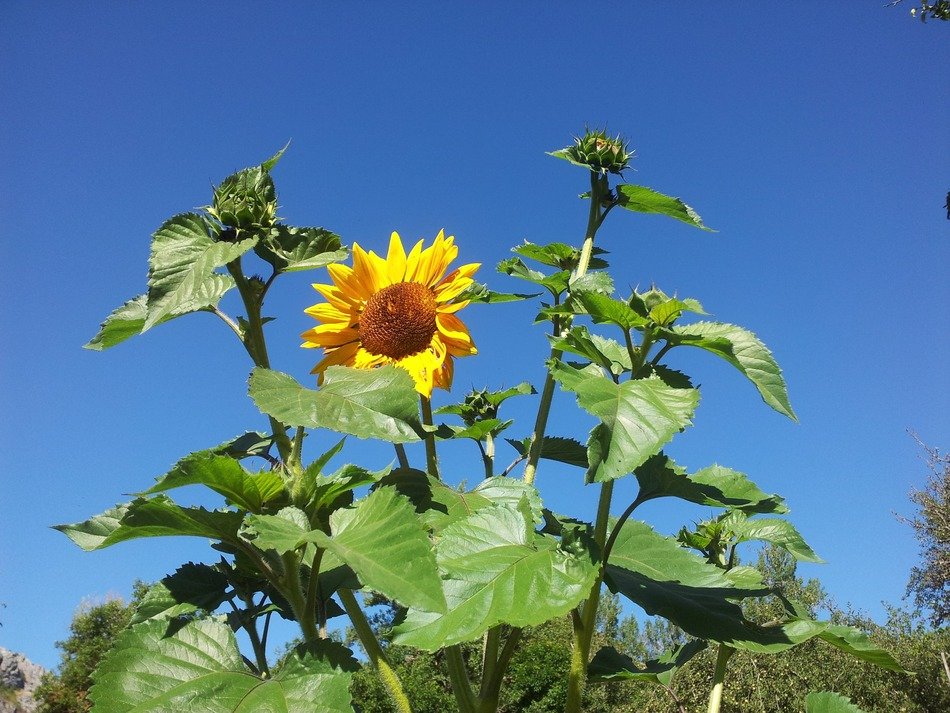 Flower and buds of sunflower plant at sky free image download
